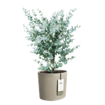 eden 30cm tortora tenue